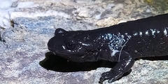 Salamandra lanzai
