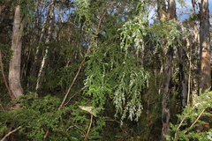 Leptospermum polygalifolium