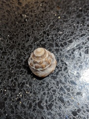 Bembicium auratum