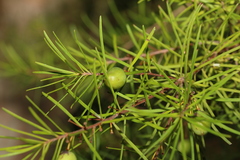 Persoonia virgata