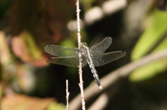 Orthetrum albistylum
