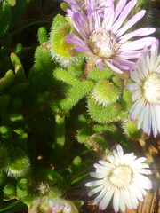 Drosanthemum hispifolium