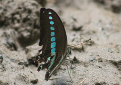 Graphium milon