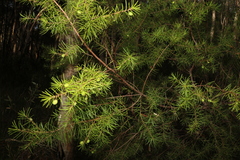 Persoonia virgata