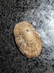Diodora lineata