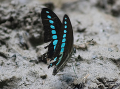 Graphium milon