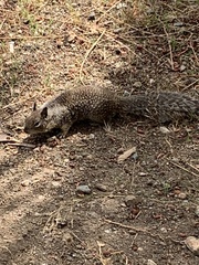 Otospermophilus beecheyi nesioticus