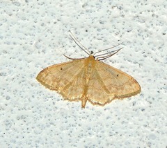 Idaea biselata