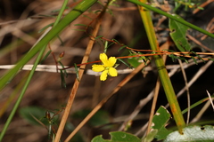 Hibbertia acicularis