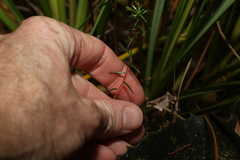 Hibbertia acicularis