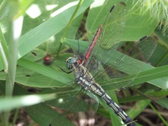 Orthetrum albistylum