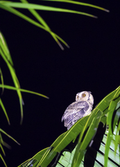 Otus lempiji