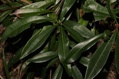 Planchonella chartacea