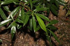Planchonella chartacea