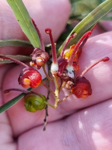Image of Grevillea floribunda by (c) Martin Rady, some rights reserved (CC BY)