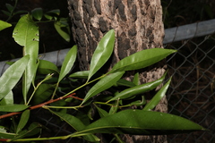 Planchonella chartacea