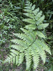 Diplazium viridissimum