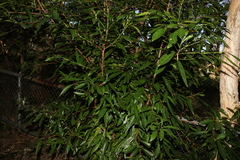 Planchonella chartacea