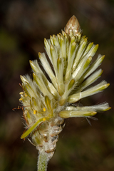 Ptilotus polystachyus