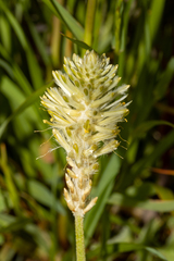 Ptilotus polystachyus