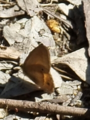 Hypocysta pseudirius