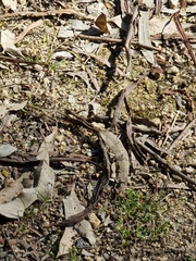 Hypocysta pseudirius