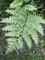 Diplazium viridissimum