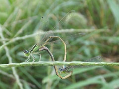Ischnura asiatica