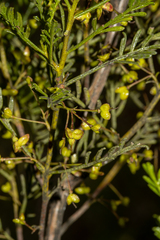 Dodonaea inaequifolia