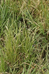 Ustilago filiformis