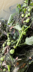 Physalis angulata