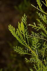Dodonaea inaequifolia