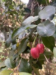 Syzygium paniculatum