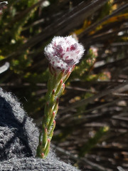 Sorocephalus lanatus