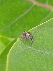 Carrhotus