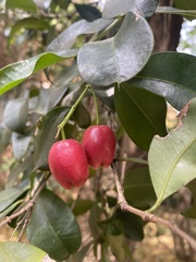 Syzygium paniculatum