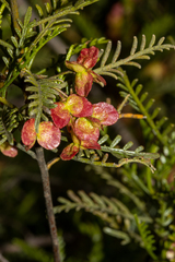 Dodonaea inaequifolia