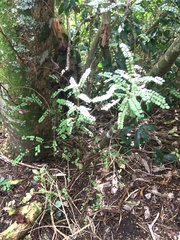Sophora chathamica