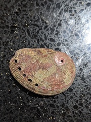 Haliotis coccoradiata