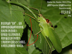 Hexacentrus unicolor