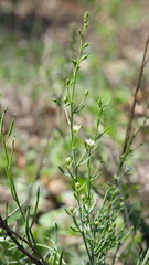 Thesium divaricatum