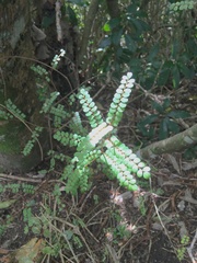 Sophora chathamica