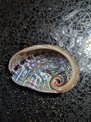 Haliotis coccoradiata