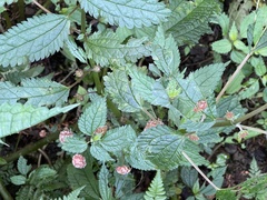 Lecanthus peduncularis