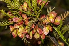 Dodonaea inaequifolia