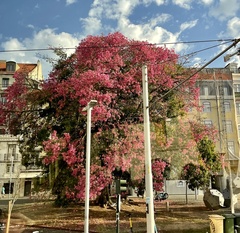 Handroanthus heptaphyllus