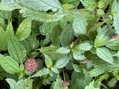 Lecanthus peduncularis