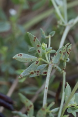 Uromyces euphorbiae-corniculati