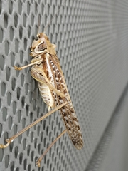 Decticus albifrons