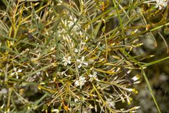 Grevillea levis